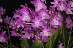 Dendrobium kingianum Pinky AM 81 pts.